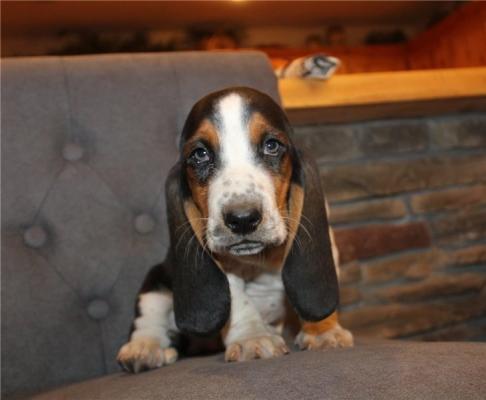 kc Basset Hound puppies For Sale