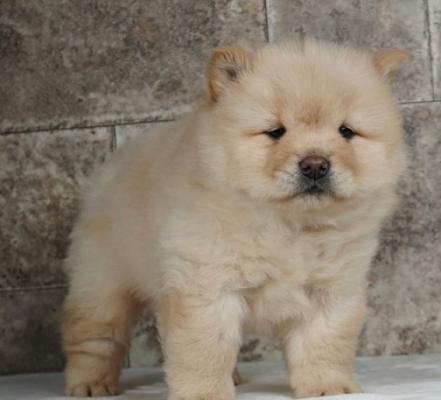 Charming and Beautiful Chow Chow puppies For sale