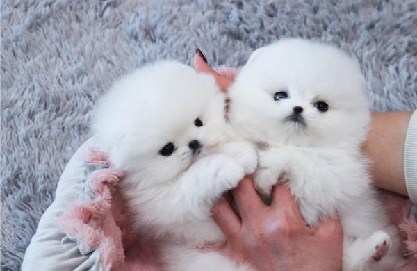 Adorable teacup pomeranian puppies for sale