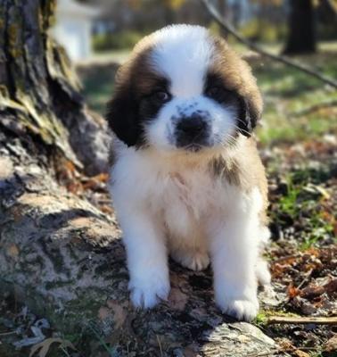 Adorable Saint Bernard Puppies for Sale
