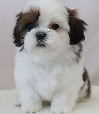 Hygienic Shih Tzu puppies for sale