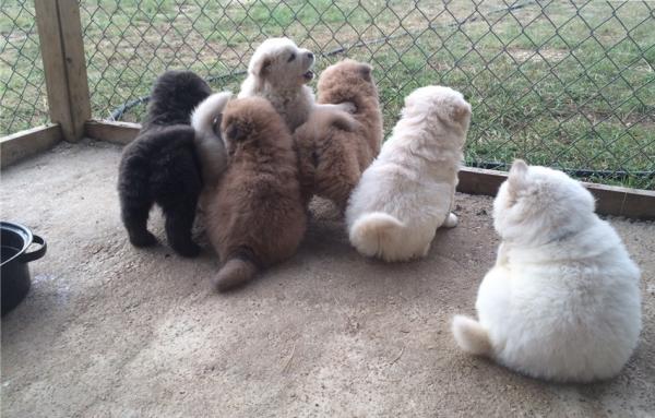 Chow Chow puppies for sale 