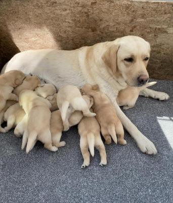 KC Registered Labrador Puppies for sale