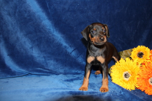 Miniature Pinscher puppies available for sale