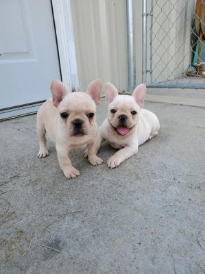 Blue French Bulldog Puppies  for sale