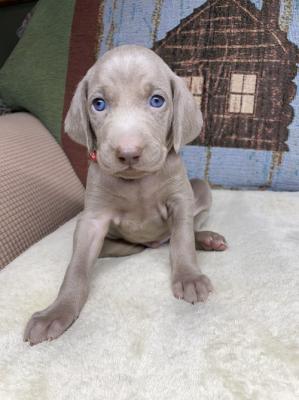 Blue Eyes Weimaraner Puppies for Sale