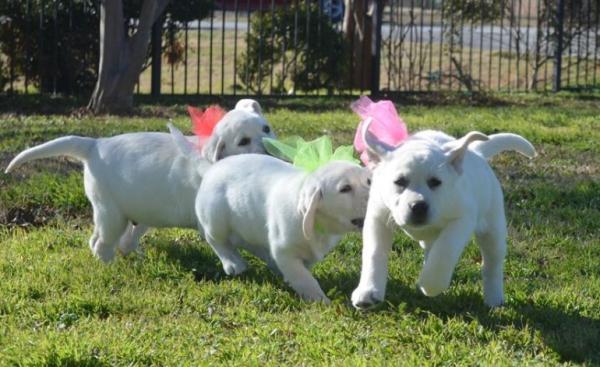 Kc Labrador Retriever Puppies Ready