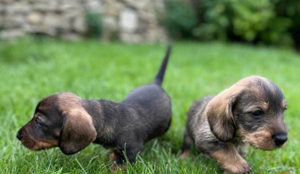 Wire Haired Dachshund puppies  for sale