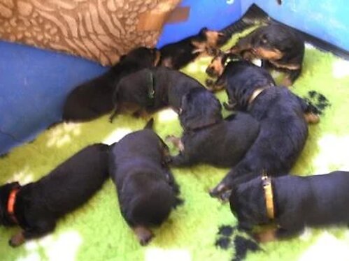 Rottweiler Pups for Sale Home Bred