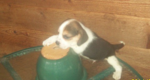 Gorgeous Sweet beagle playful pup