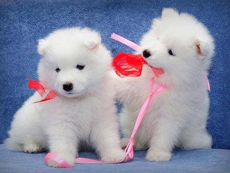 Gorgeous Sweet samoyed    playful pup