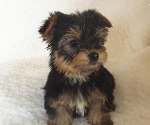  Gorgeous  playful  yorkshire terrier pups Mia**