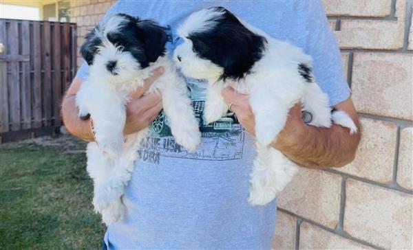 Pure Pedigree gorgeous Lhasa Apso pups for sale