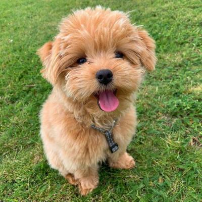 Female Norfolk Terrier puppy needs home