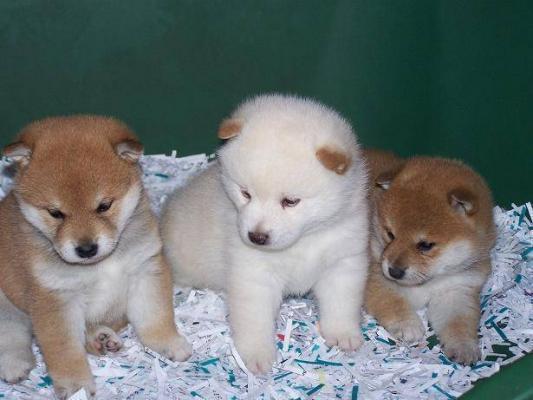 Pedigree playful Shiba Inu Puppies for sale