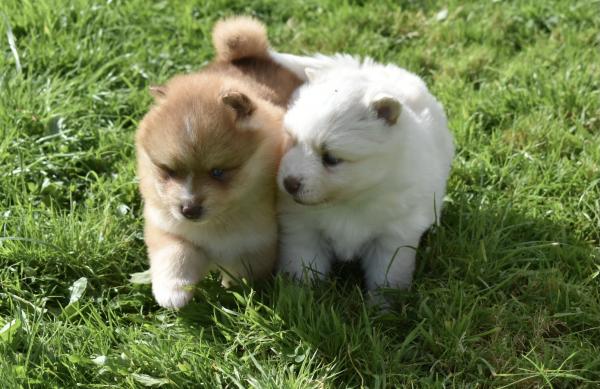  Perfect Blue Eyed F3 Pomsky pups for sale