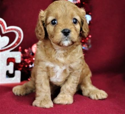 Cookies Gorgeous *playful  CAVAPOO ready now 