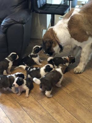 KC Registered St Bernard puppies for sale 