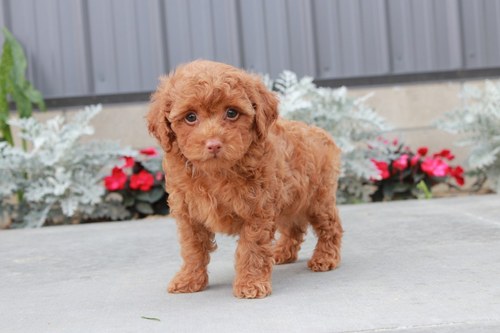 Red Toy Poodle Puppies For New Homes 