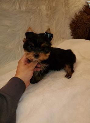 Teacup Yorkie Puppies for sale 