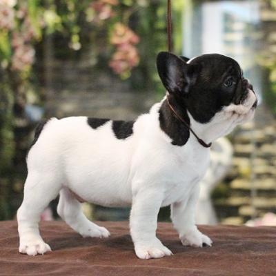 Cute and lovely trained French Bulldog
