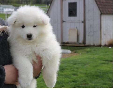 Cute Samoyed puppies are ready