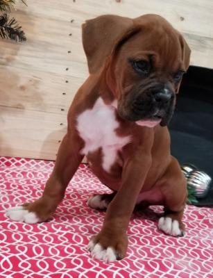 We have a male and female Boxer puppies