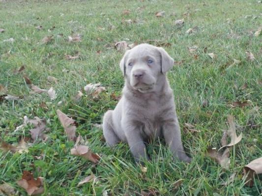 Stunning pure Silver Labradors pups for sale 