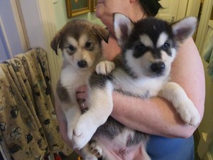 Gorgeous Alaskan Malamute Puppies For Sale