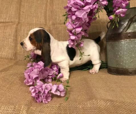 Adorable Basset Hound puppies For Sale