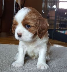 Cavalier King Charles Spaniel Puppies Available