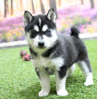 Two beautiful  registered Pomsky puppies For Sale