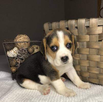 Adorable Beagle Puppies for sale