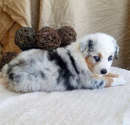 Adorable Australian Shepherd Puppies for sale