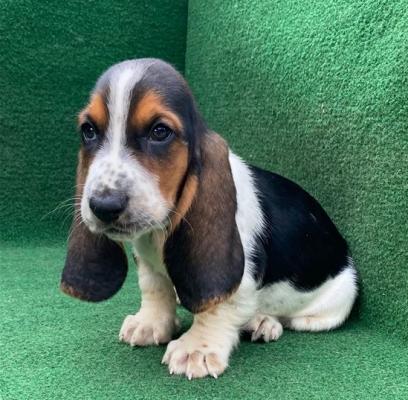 Adorable Basset Hound Puppies for sale