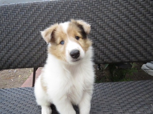 Adorable Collie Puppies for sale