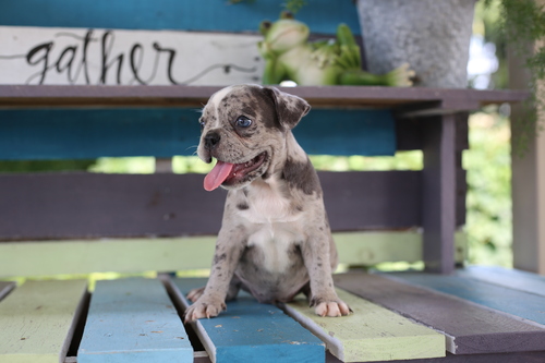 Gorgeous Frenchton Puppies for sale