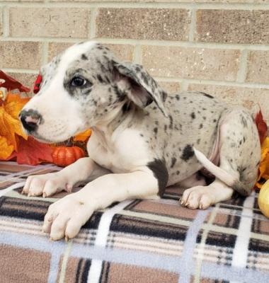 Gorgeous Great Dane Puppies for sale
