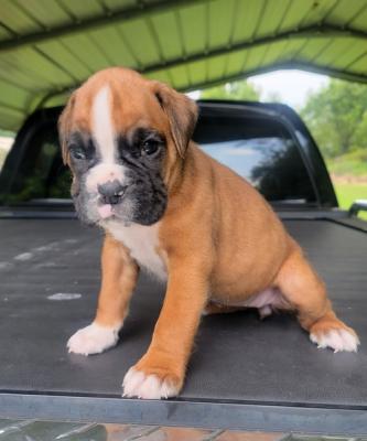 Adorable Boxer Puppies for sale