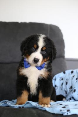 Adorable Bernese Mountain Puppies for sale