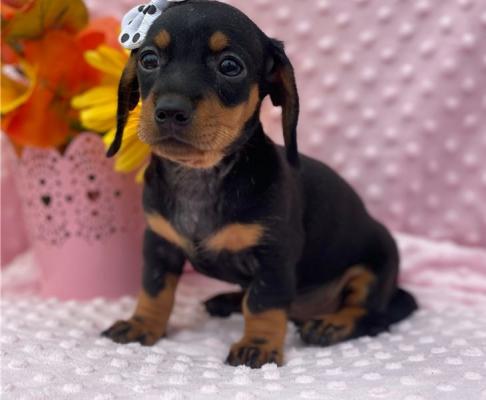 Adorable Dachshund Puppies for sale