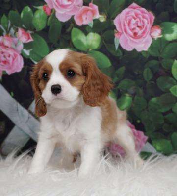 Cute Cavalier King Charles Spaniel Pups for sale
