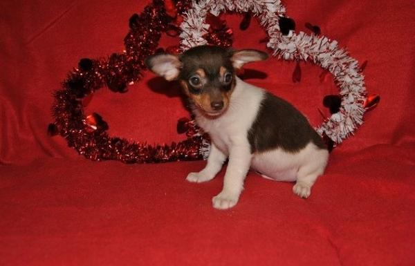 Gorgeous Fox Terrier, Toy Puppies for sale