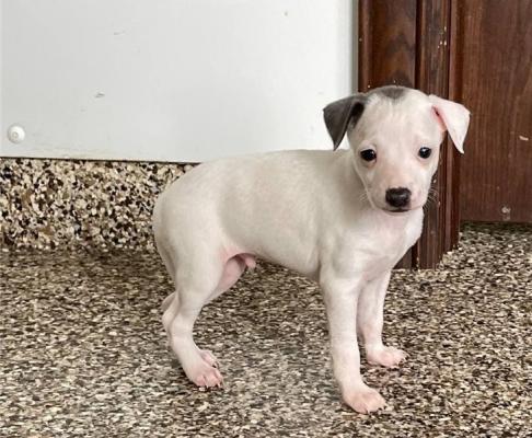 Gorgeous Italian Greyhound Puppies for sale