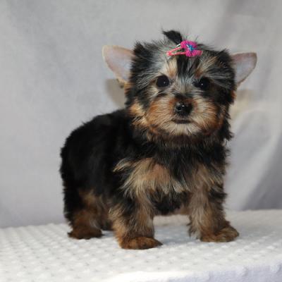 Gorgeous Yorkie Puppies for sale