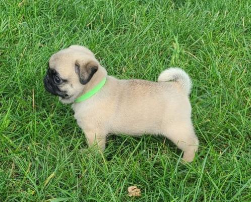 Gorgeous Pug Puppies for sale