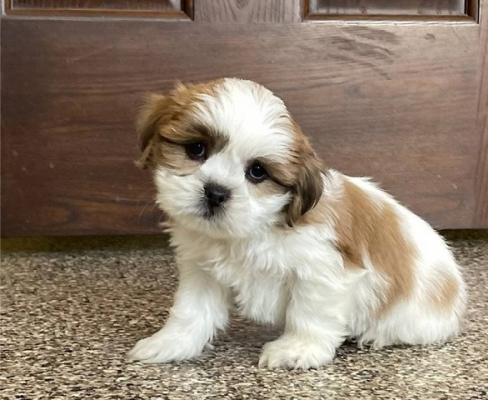 Gorgeous Lhasa Apso Puppies for sale