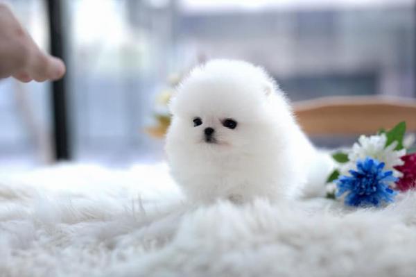Gorgeous Pomeranian Puppies for sale