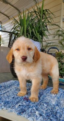 Gorgeous Labradoodle Puppies for sale
