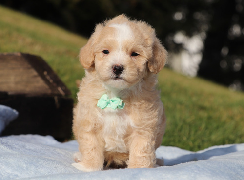 Gorgeous Maltipoo Puppies for sale